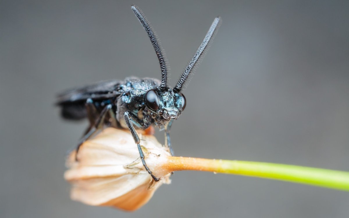 Макросъемка насекомых