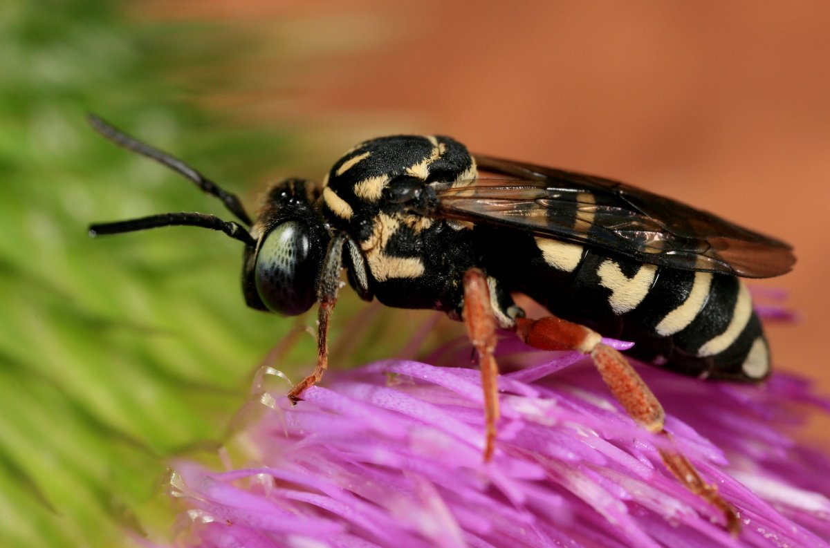 Пятнистая Оса