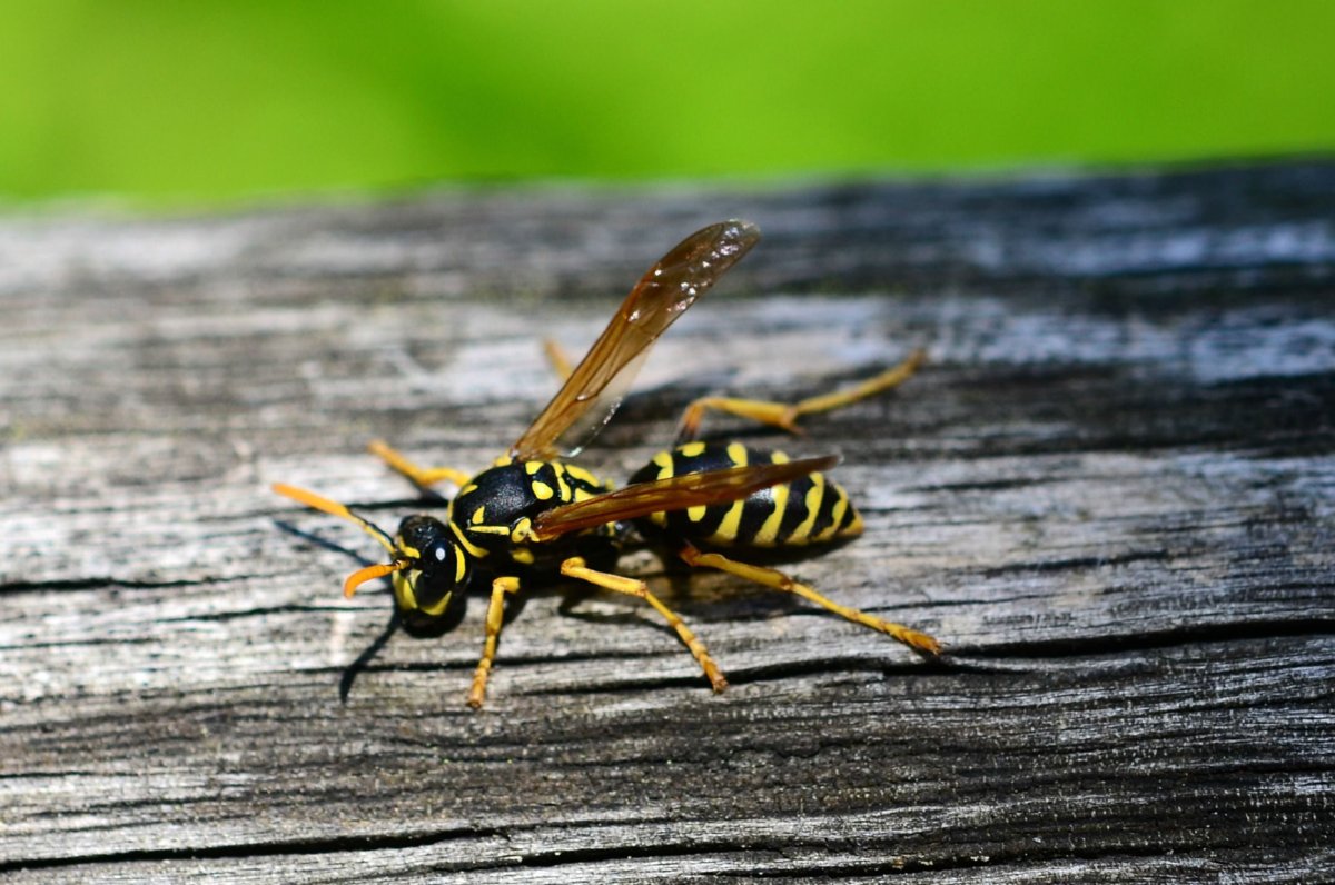 Оса наездница размер