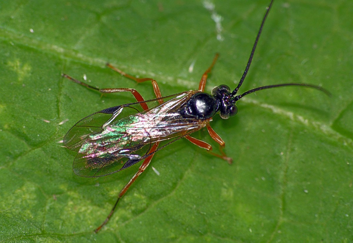 Дубовый минирующий пилильщик