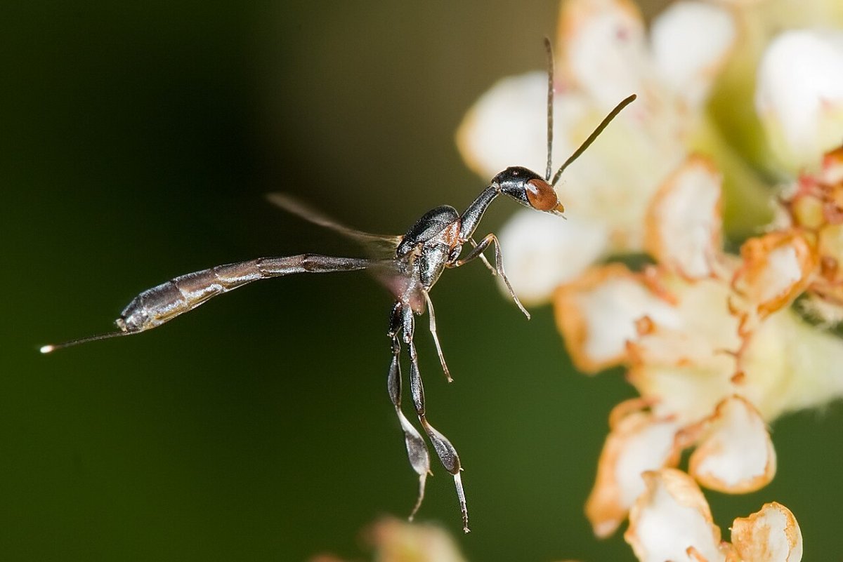 Эваниоидные наездники