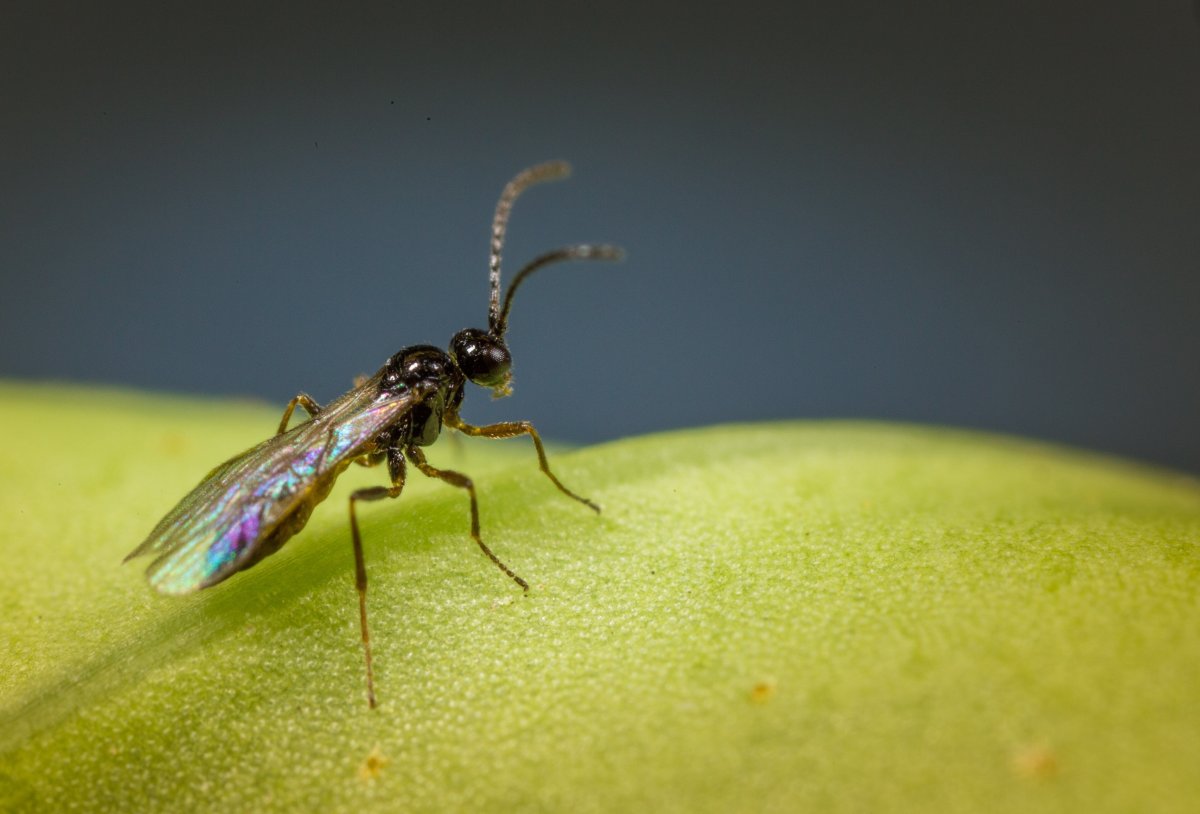 Наездник афидиус