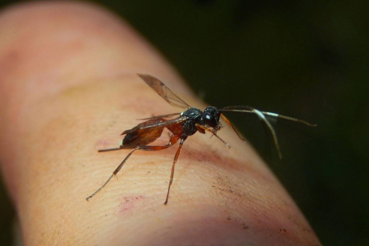 Жук наездник укус