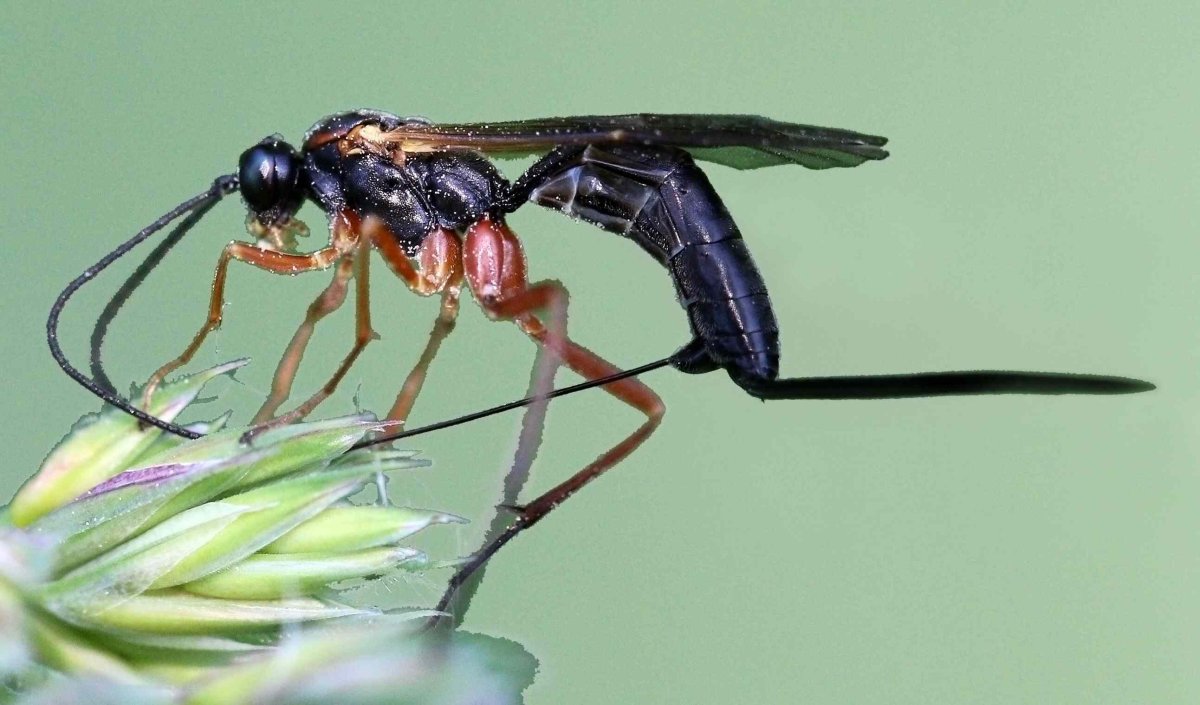 Оса Ichneumon