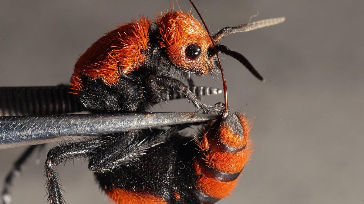 Оса бархатный муравей