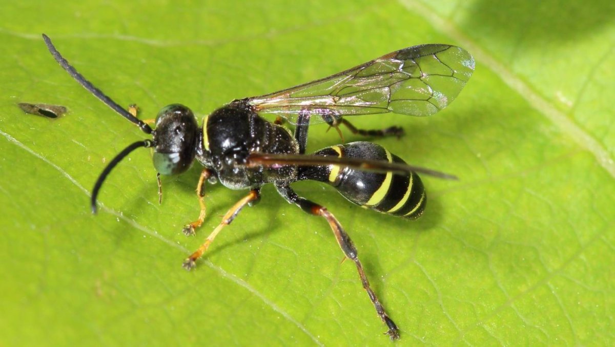 Перепончатокрылые насекомые пчелы