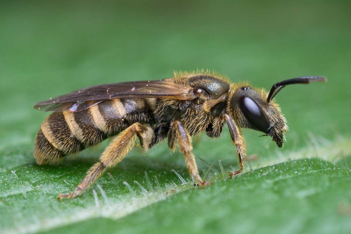 Оса отряд Перепончатокрылые
