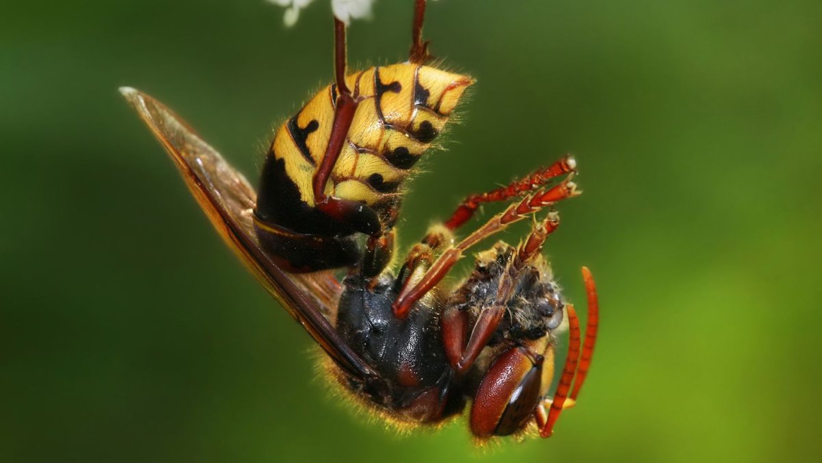 Оса Hymenoepimecis argyraphaga