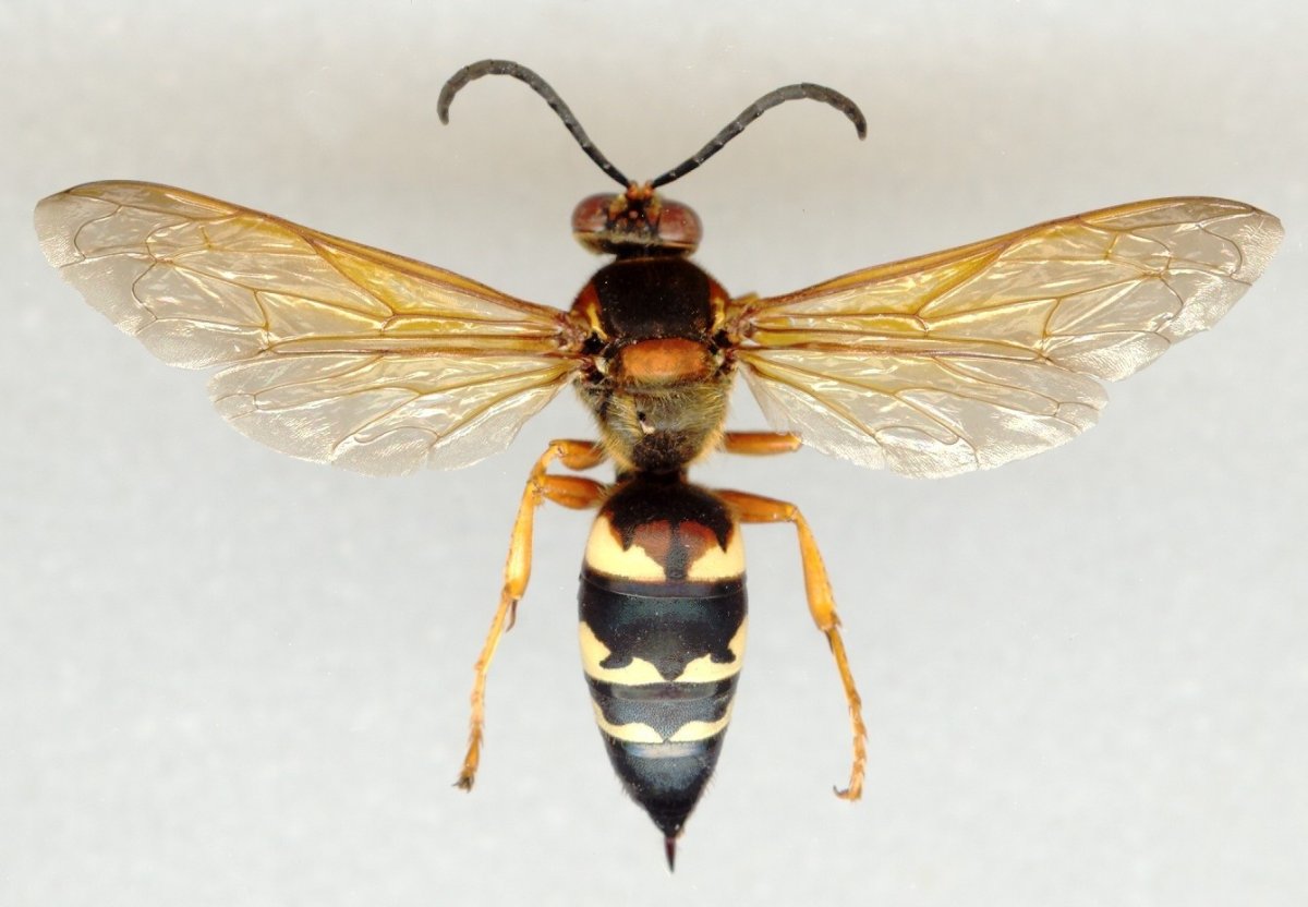 Перепончатокрылые Стрекозы