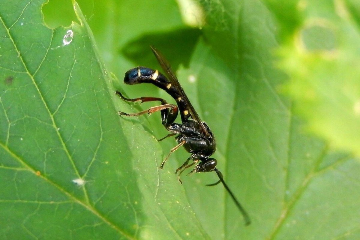 Жуки наездники личинки