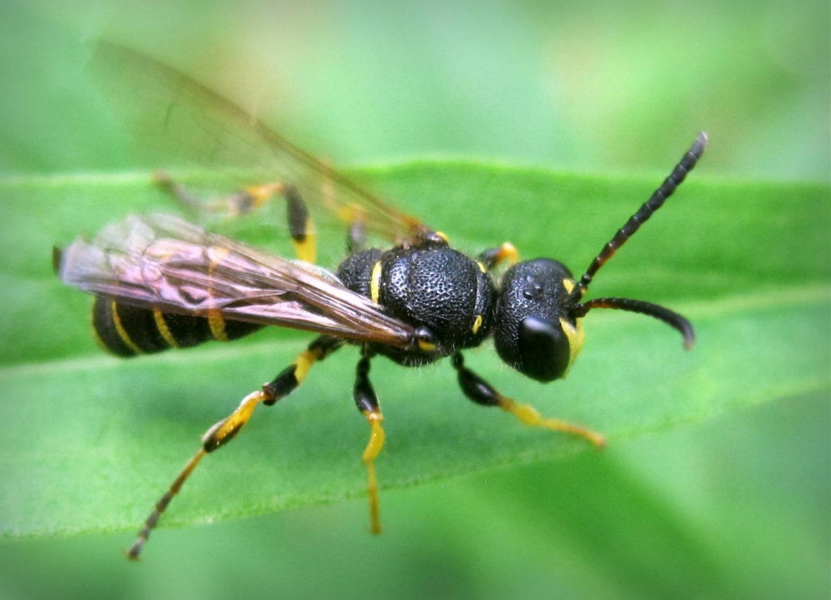 Перепончатокрылые и Двукрылые