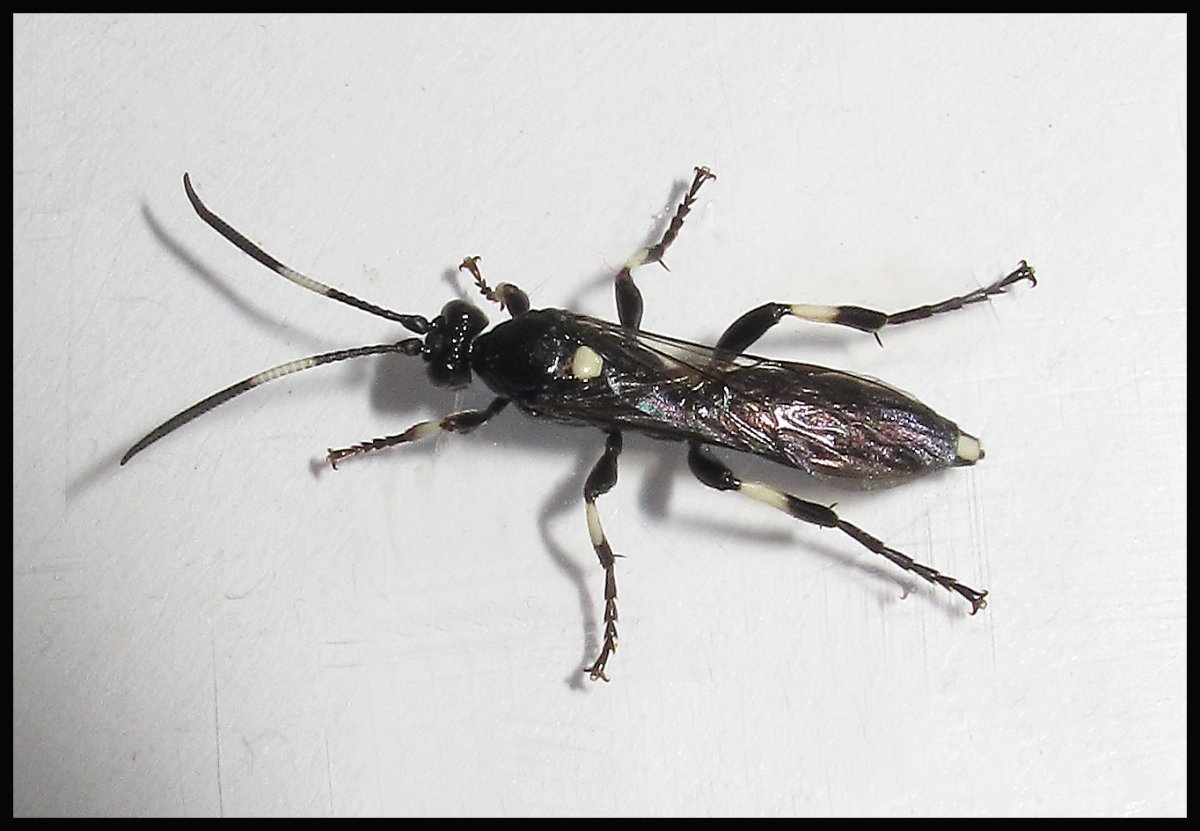 Наездник Coelichneumon deliratorius