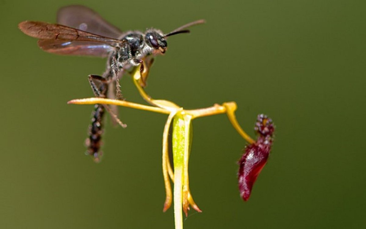 Hughes c. "Orchid & the Wasp"