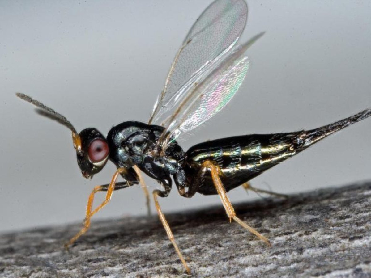 Наездник-ЯЙЦЕЕД насекомое