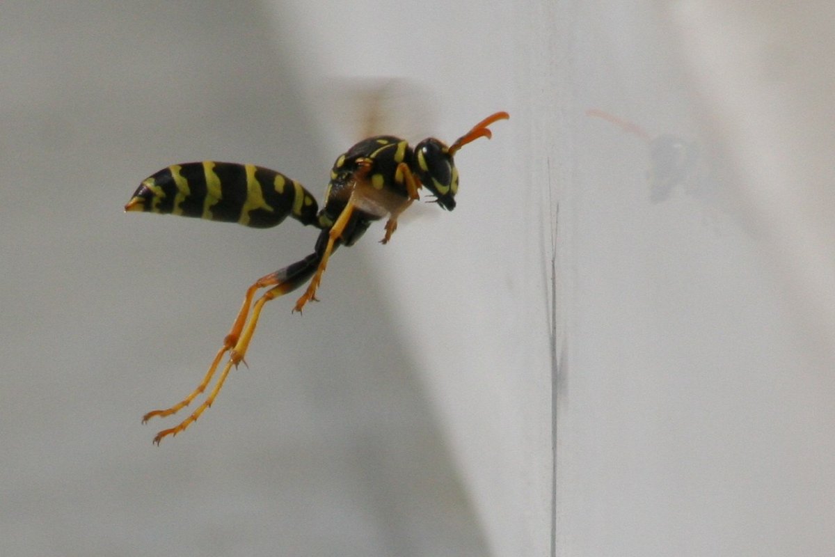 Осы с длинными лапками