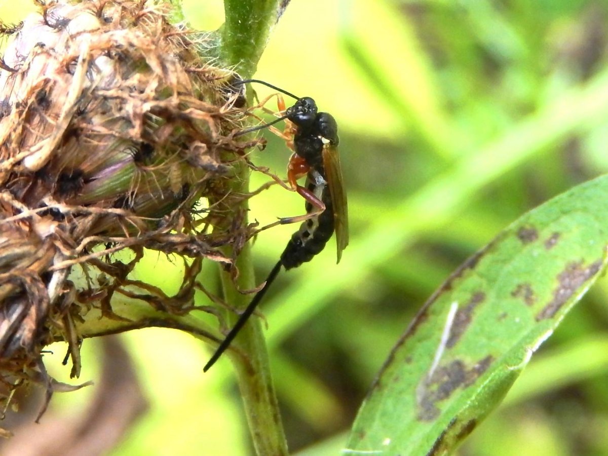 Оса наездник личинки