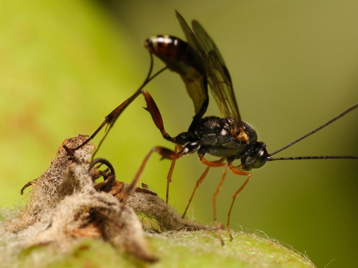 Насекомые Зауралья