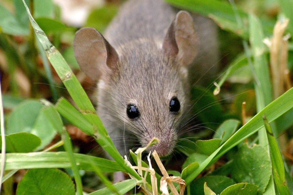 Восточно азиатская мышь
