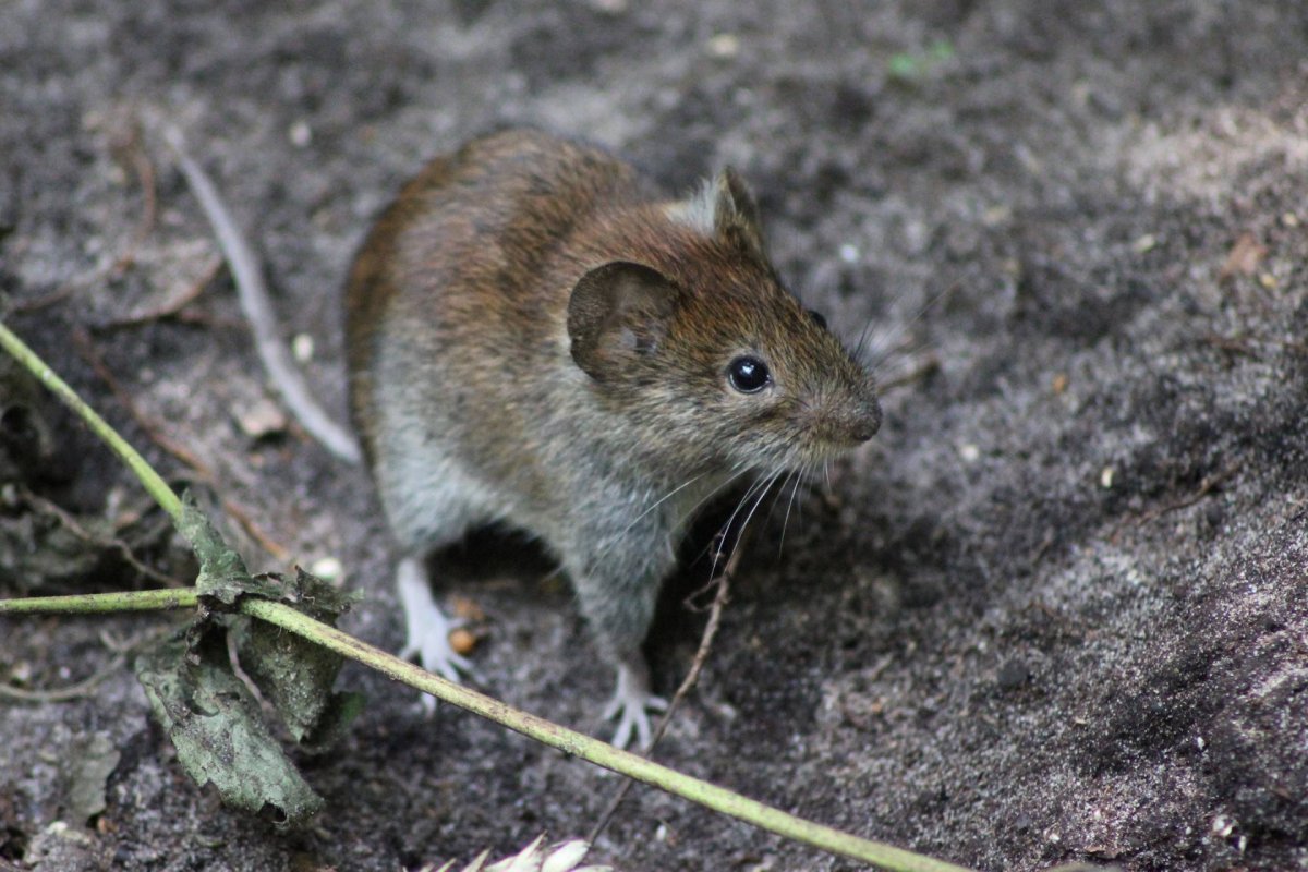 Азиатская Лесная мышь