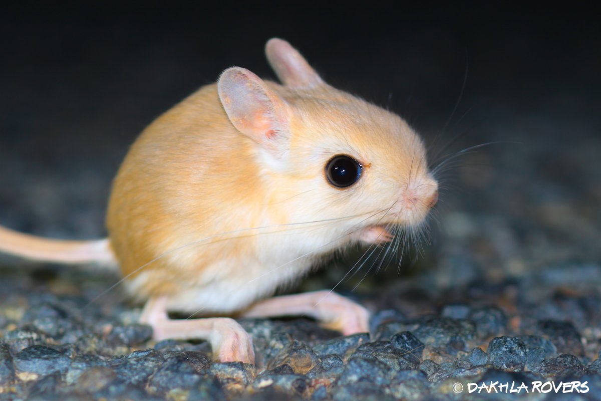 Мадагаскарский тушканчик