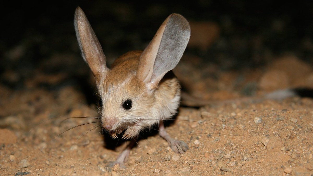 Длинноухий тушканчик