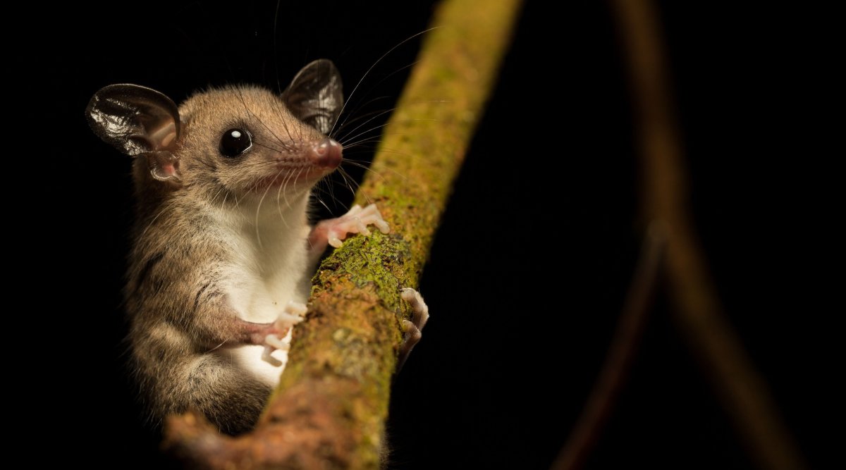 Мышиный опоссум