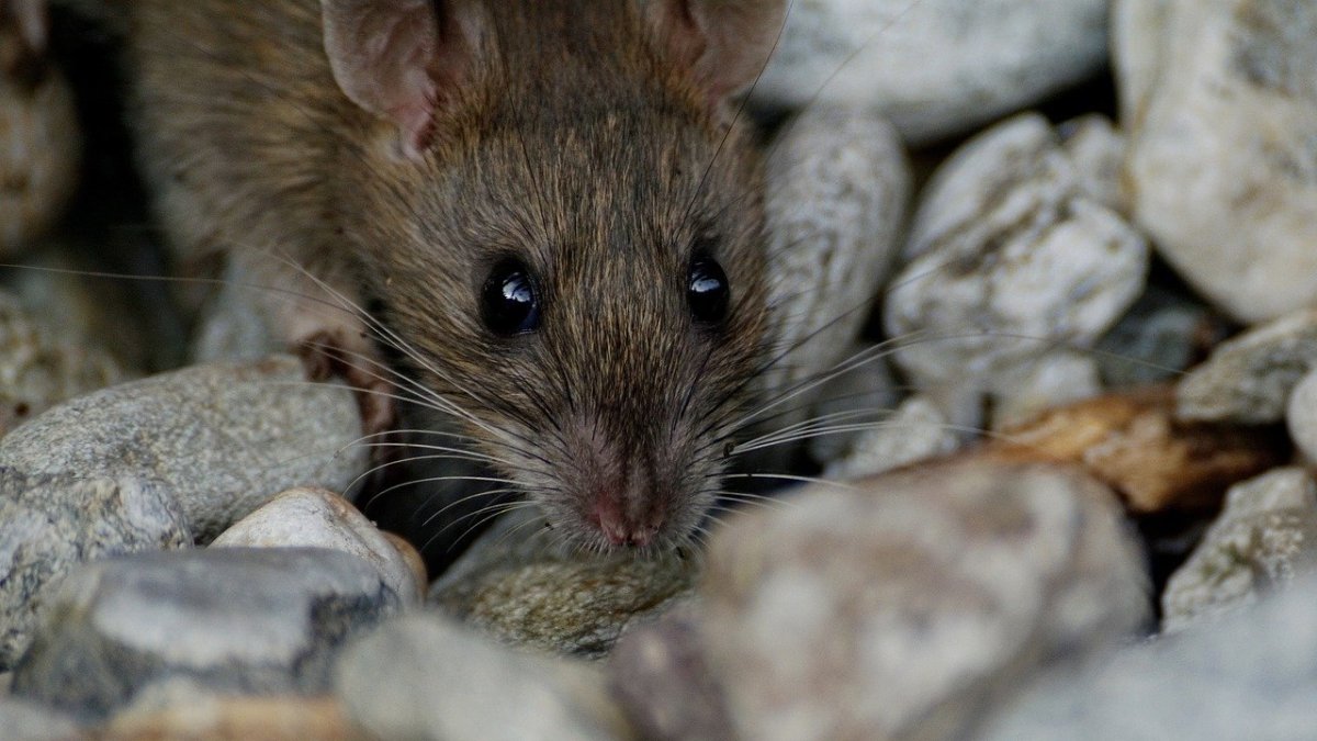 Грызуны Пенза