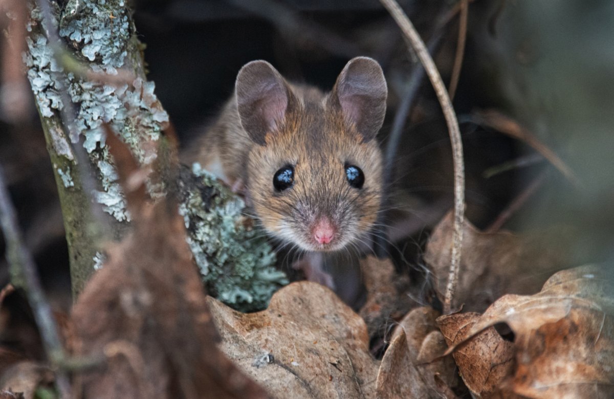 Лесная, желтогорлая и Полевая мыши.