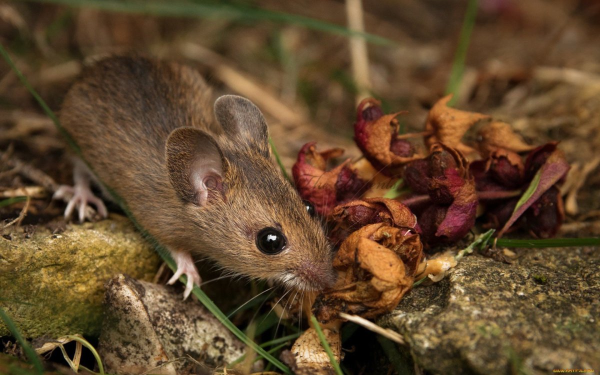 Европейская Полевая мышь