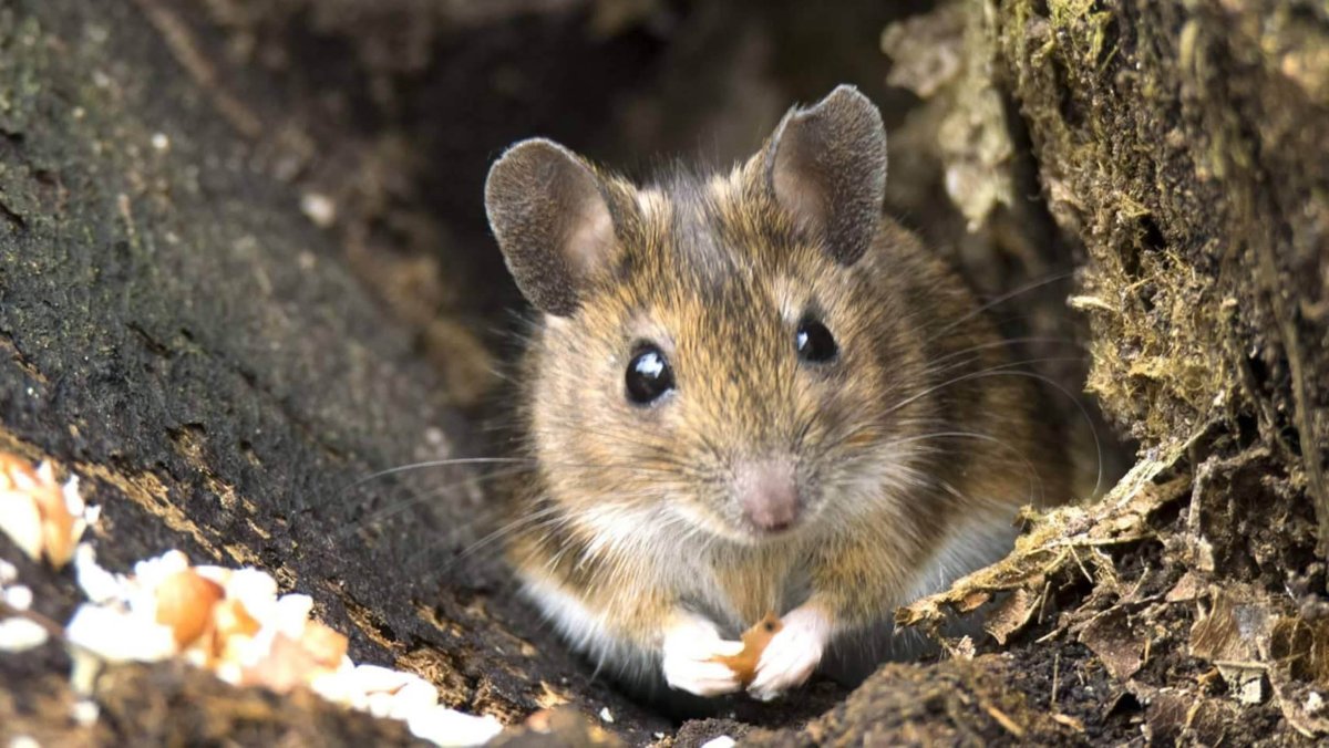 Лесная, желтогорлая и Полевая мыши.