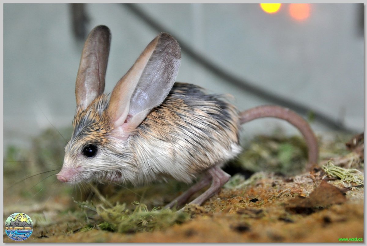 Длинноухий тушканчик