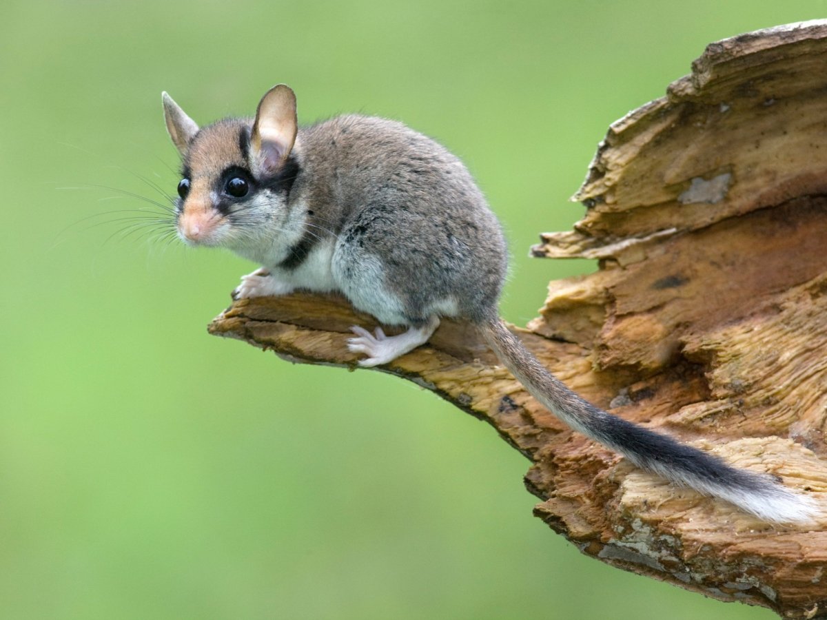 Чернохвостая Соня