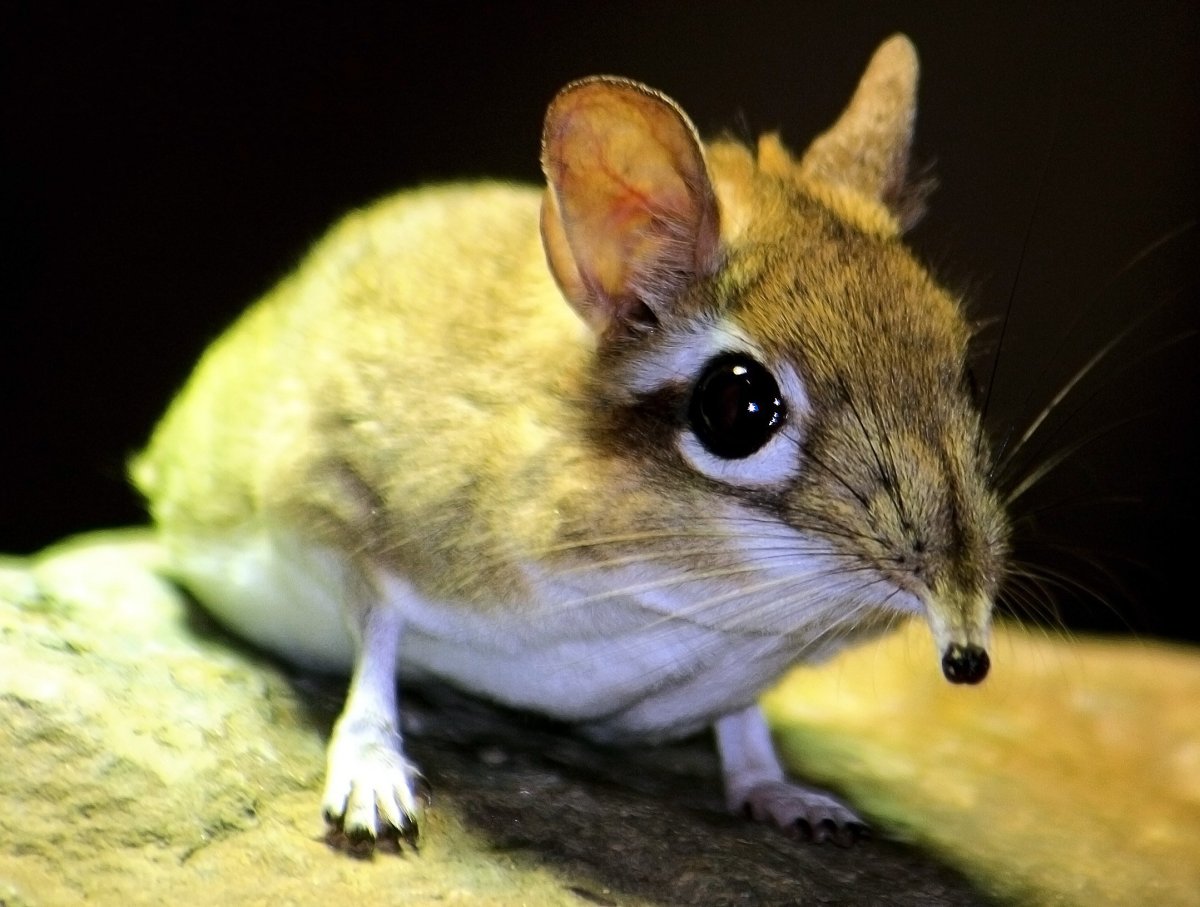 Прыгунчик слоновая землеройка