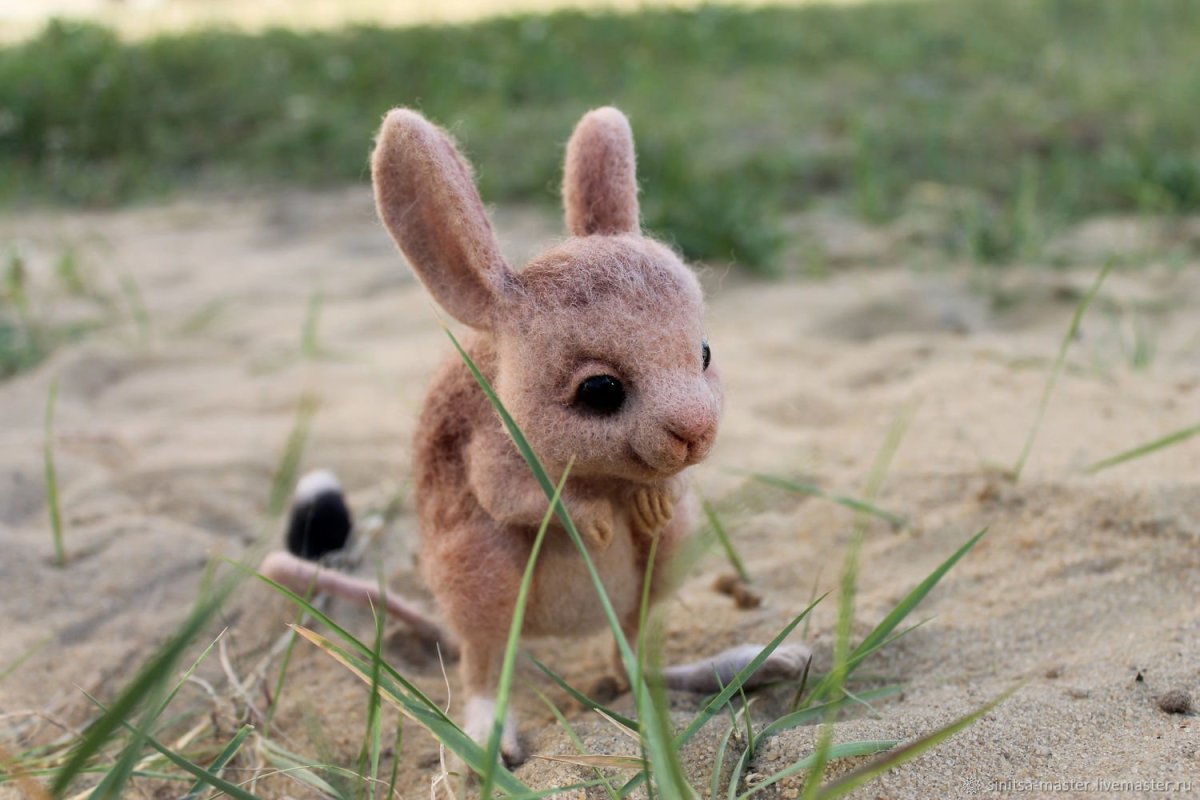 Тушканчик Hansa