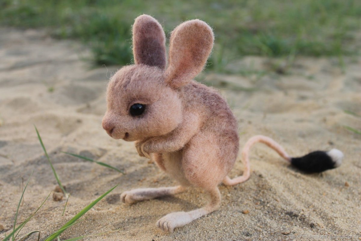 Маус тушканчик Длинноухий