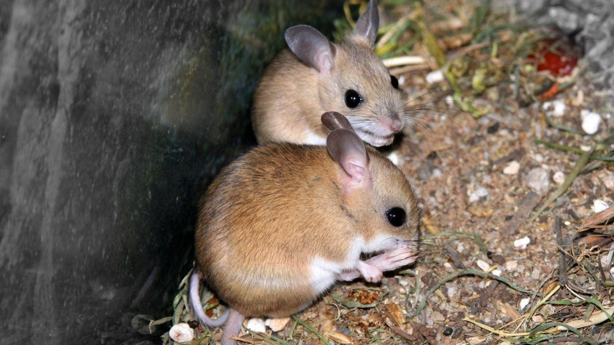 Сумчатая мышь Австралии