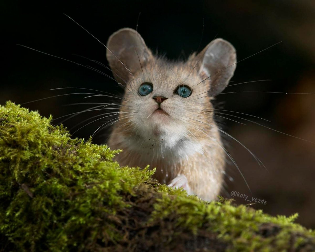 Мышь с кошачьей мордой