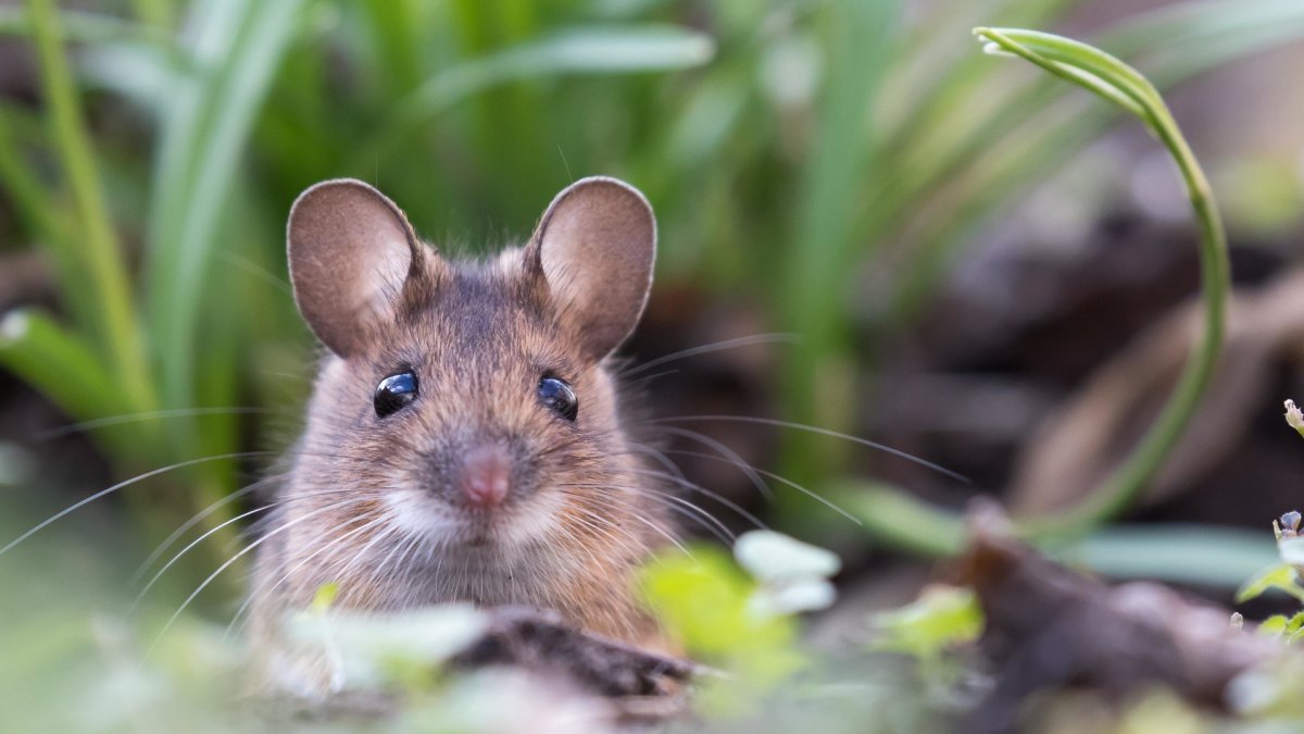 Мышиные глазки