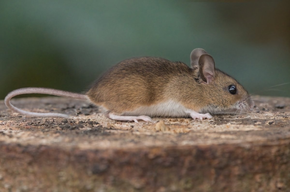 Лесная столовая мышь