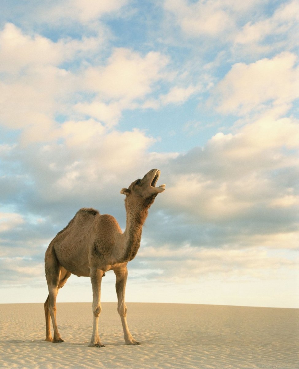 Верблюд дромадер