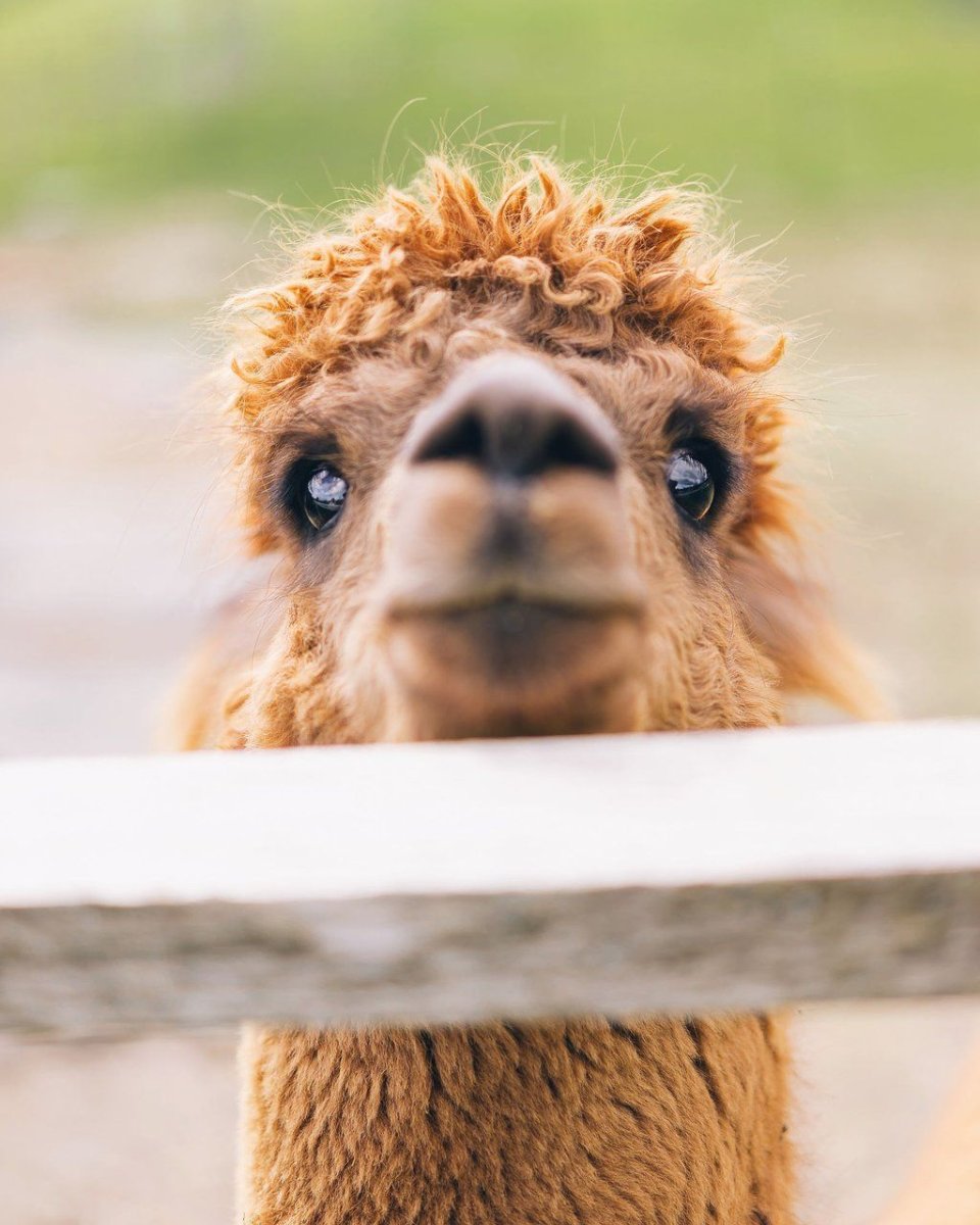 Рыжая альпака