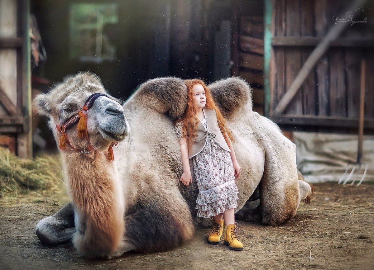 Дети верблюдов