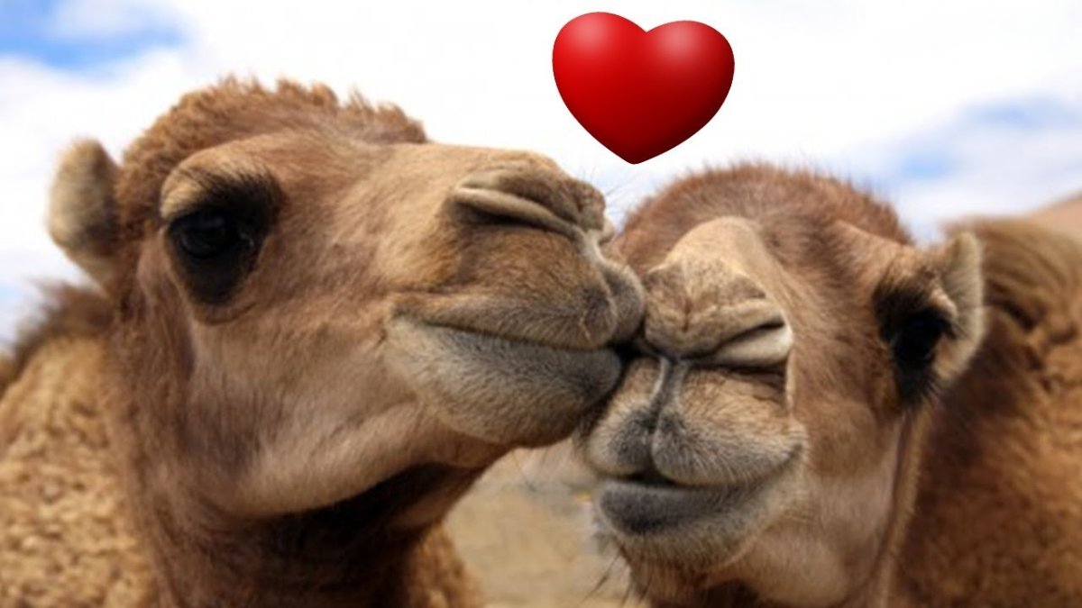 Верблюды целуются