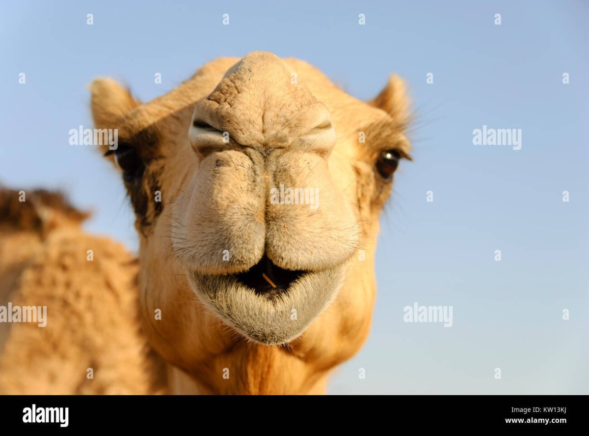 Нос верблюда