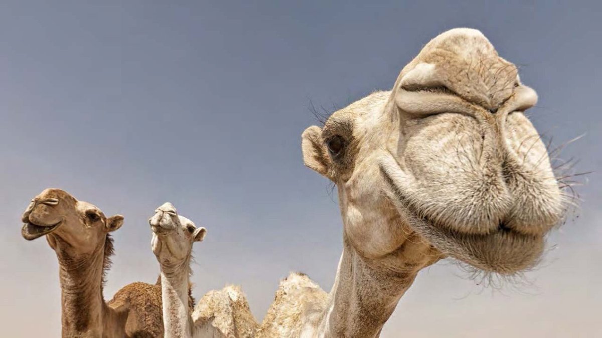 Верблюд близко