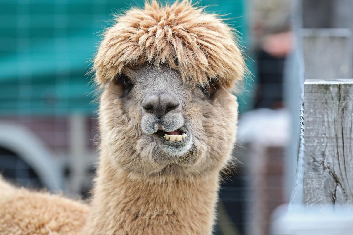 Верблюд лама альпака