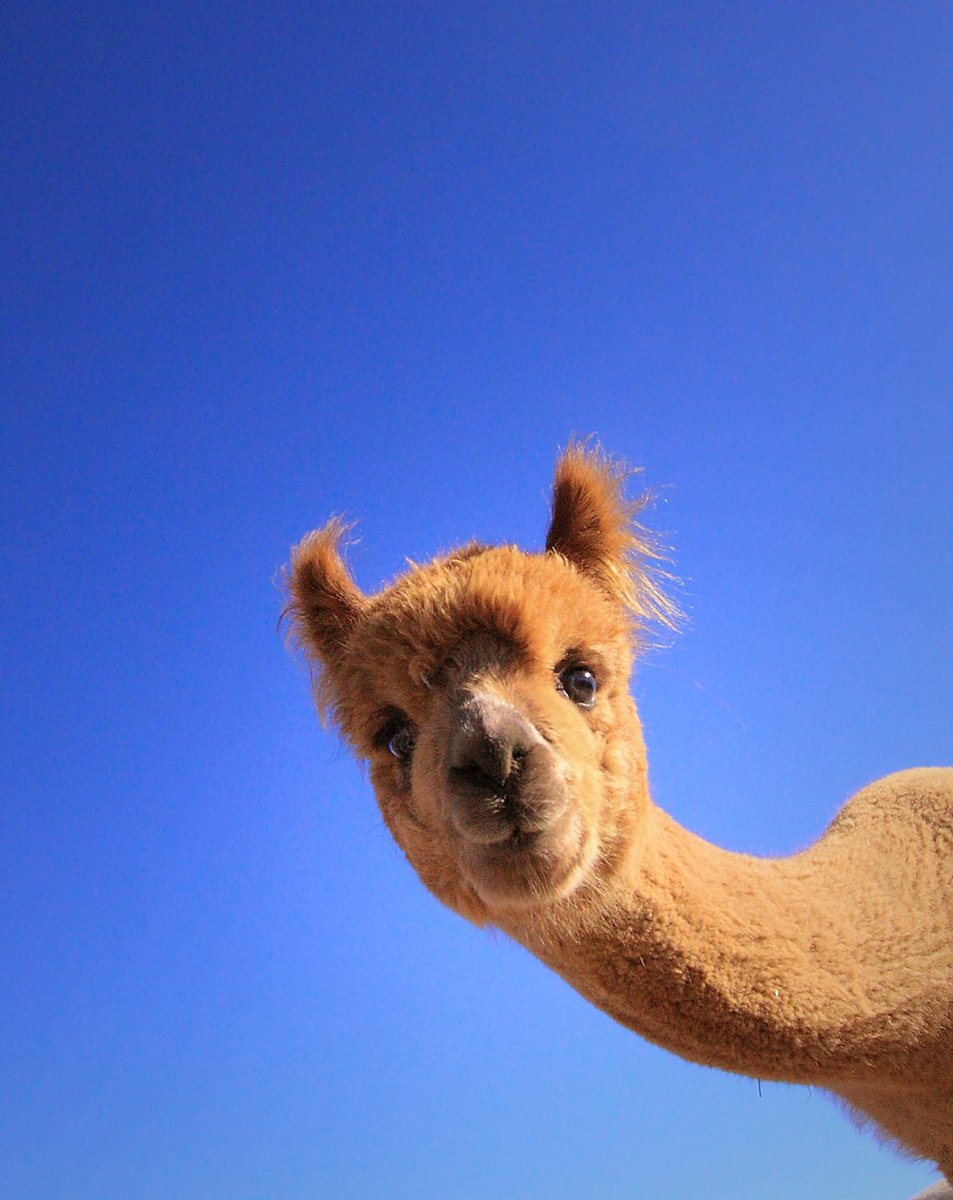 Ламы смешные