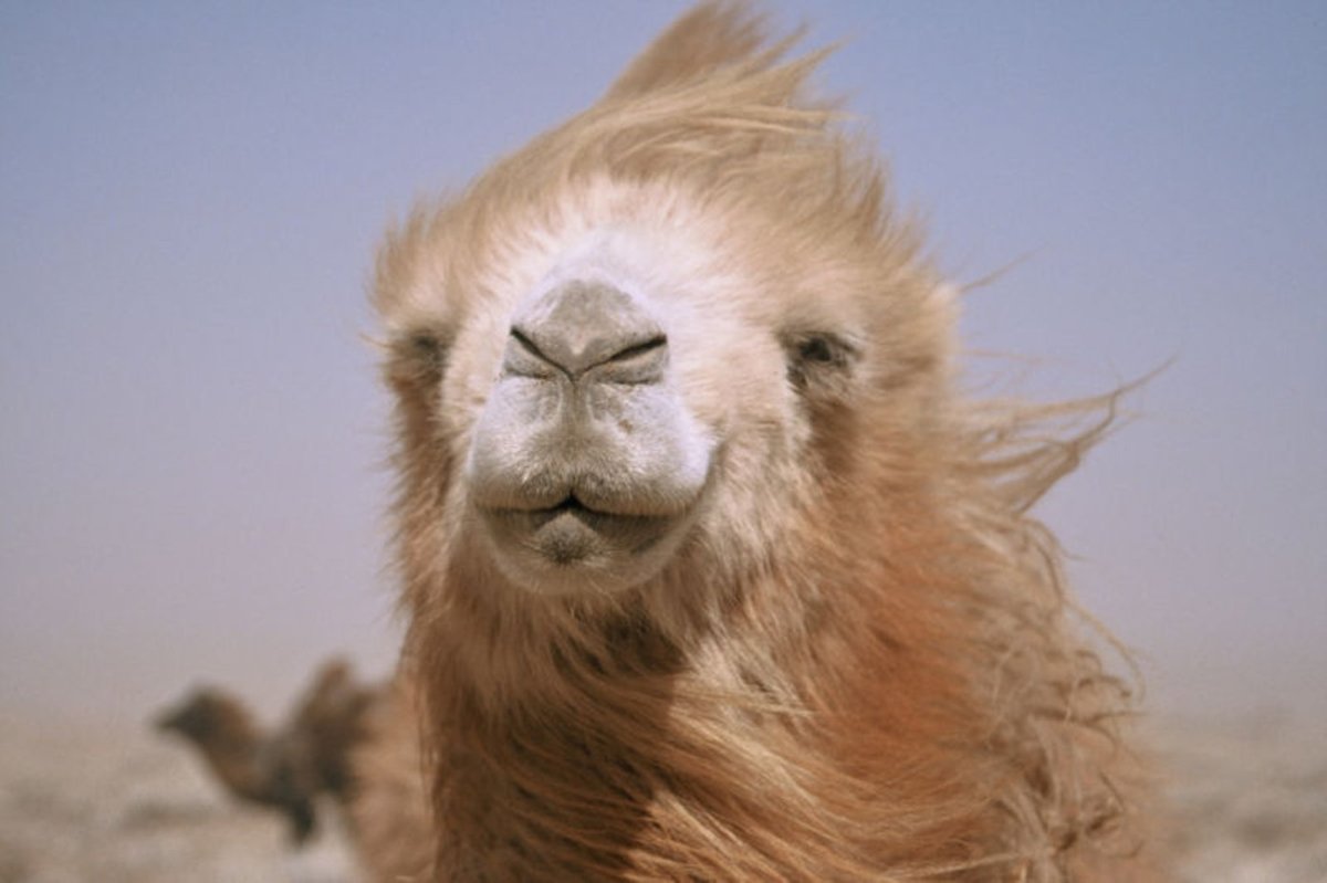 Верблюд плачет