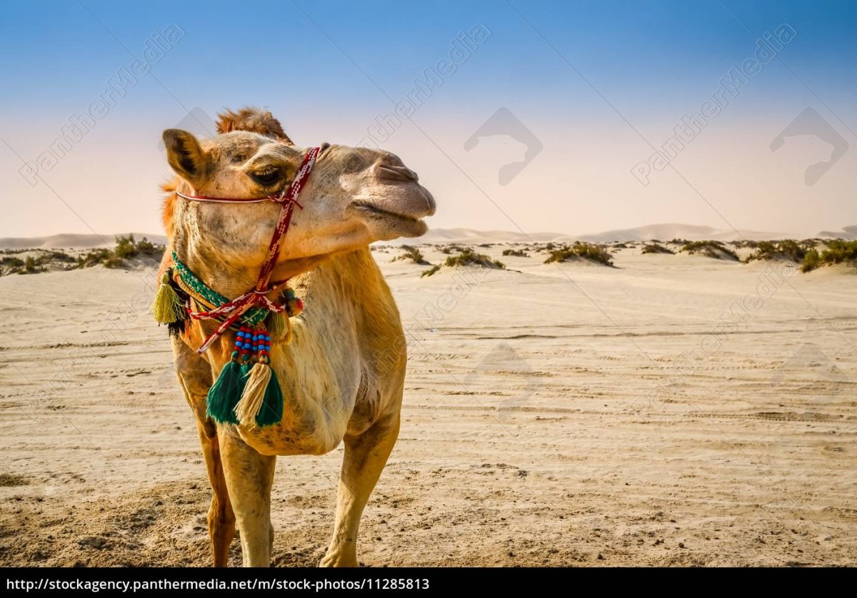 Верблюд стоя