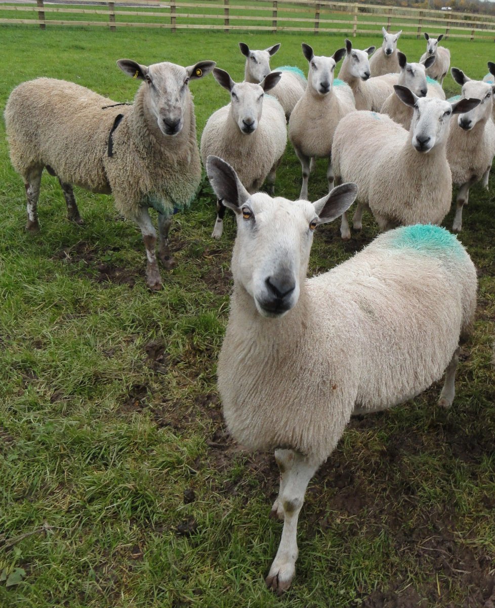 Порода овец Керли